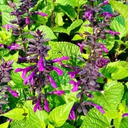 salie-salvia-rockin-deep-purple