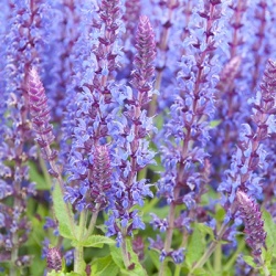salie-salvia-x-superba-bordeau-deep-blue