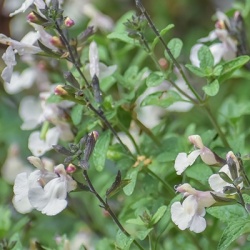 salie_salvia-microphylla-salvinio-white