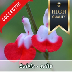 salvia