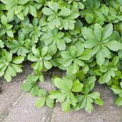 schaduwkruid_pachysandra-green-sheen
