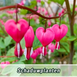 schaduwplanten_