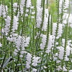 scharnierbloem-physostegia-virginiana-crystal-peak-whites
