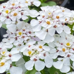 scheefkelk-iberis-sempervirens-masterpiece