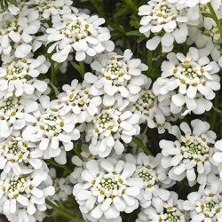 scheefkelk-iberis-sempervirens-snowflake