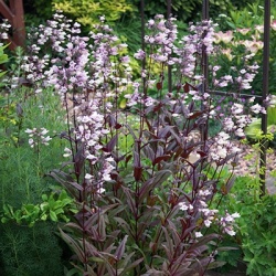 schildpadbloem_penstemon-digitalis-dark-towers