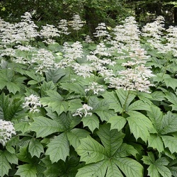schout-bij-nacht-rodgersia-aesculifolia
