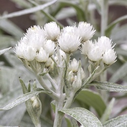 siberische_edelweis_anaphalis-tripl-silver-wave