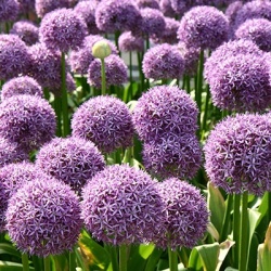 sierui_allium-giganteum