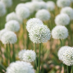 sierui_allium-nigrum-multibulbosum