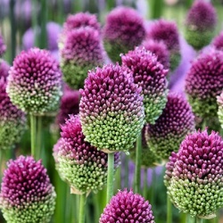 sierui_allium-sphaerocephalon