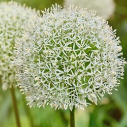 sierui_allium-white-giant