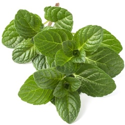 sinaasappelmunt-mentha-piperita-citrata_1488898438