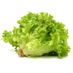 sla-lollo-bionda-sla-lollo-rossa-lactuca-sativa-var-crispa