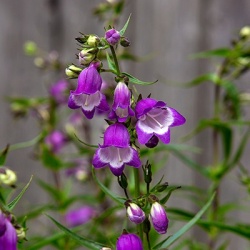 slangenkop-penstemon-purple-passion