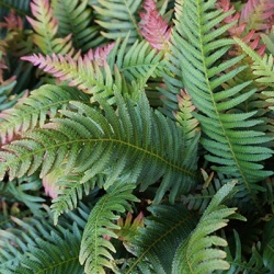 sluiervaren-dryopteris-erythrosora-autumns