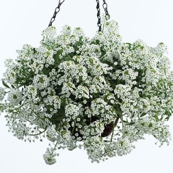 sneeuwtapijt_lobularia-maritima-stream-white