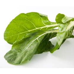 snijbiet-beta-vulgaris-subsp-vulgaris