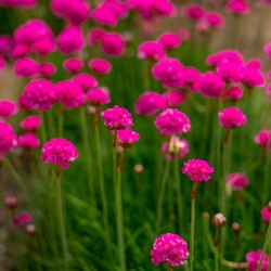 spaans_gras_armeria-maritima-abbey-deep-rose
