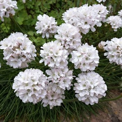 spaans_gras_armeria-maritima-abbey-white