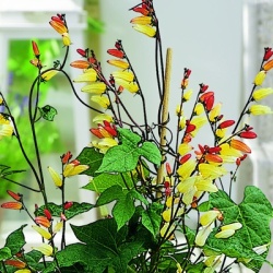 spaanse_vlag_quamoclit-lobata-ipomoea-lobata-feuerzunge