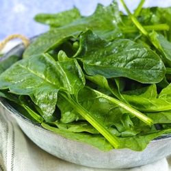 spinazie-spinacia-oleracea