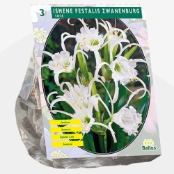 spinlelie_ismene-festalis-zwanenburg-per-3