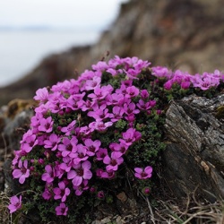 steenbreek-saxifraga-oppositifolia