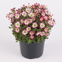 steenbreek_saxifraga-x-arendsii-marto-picotee-red