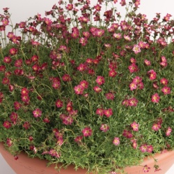 steenbreek_saxifraga-x-arendsii-peter-pan