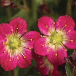 steenbreek_saxifraga-x-arendsii-pixie-rose