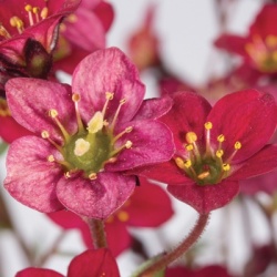 steenbreek_saxifraga-x-arendsii-saxony-red