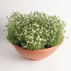 steenbreek_saxifraga-x-arendsii-saxony-white