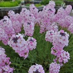 steenkers-aethionema-armenum-warley-rose