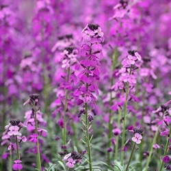 steenraket-erysimum-hybridum-bowles-mauve