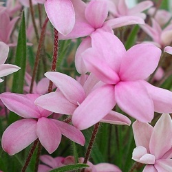 sterretjesgras-2-rhodohypoxis