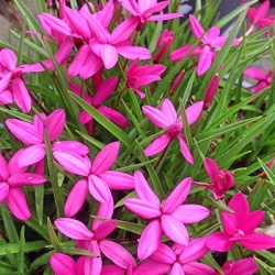 sterretjesgras-4-rhodohypoxis