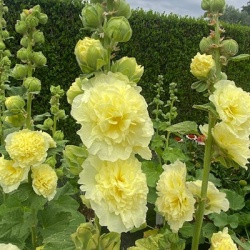 stokroos-alcea-rosea-chater-s-double-yellow