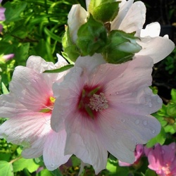 struikmalva_lavatera-barnsley