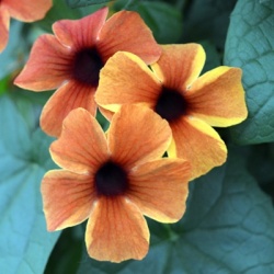 suzanne-met-de-mooie-ogen-thunbergia-alata-sunny-susy-amber-stripeshenk