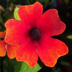 suzanne-met-de-mooie-ogen-thunbergia-alata-sunny-susy-brownies