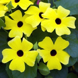 suzanne-met-de-mooie-ogen-thunbergia-alata-sunny-susy-yellow-dark-eyehenk