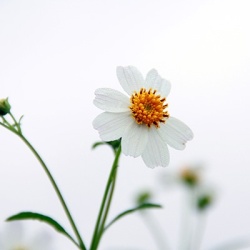 tandzaad-bidens-ferulifolia-bellamy-whites