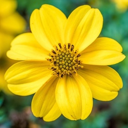 tandzaad-bidens-ferulifolia-port-royals