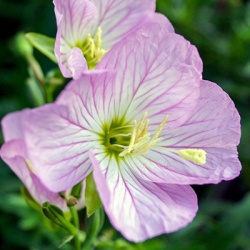 teunisbloem_oenothera-speciosa-siskiyou-pink