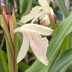 tibetaanse-gemberorchidee-roscoea-beesiana