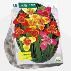 tijgerbloem_tigridia-pavonia-mix-per-10