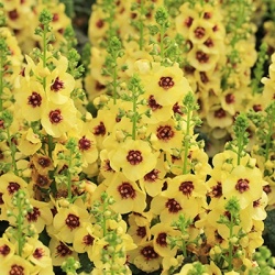 toorts-verbascum-dark-eyes-eu19206pp16986