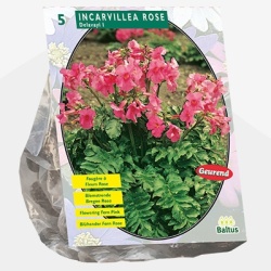tuingloxinia_incarvillea-delavayi-roze-per-5