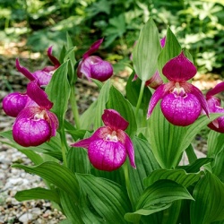 tuinorchidee-venusschoentje-cypripedium-pink